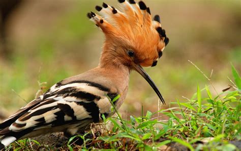 Hoopoe Full Hd Wallpaper And Background 2560x1600 Id367428
