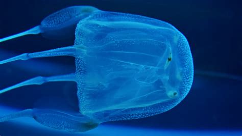 5 Deadliest Jellyfish In The World