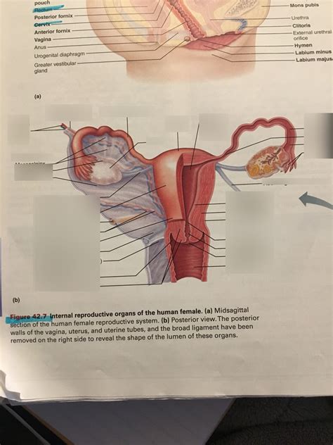 Exercise Anatomy Of The Reproductive System Fig Diagram Quizlet