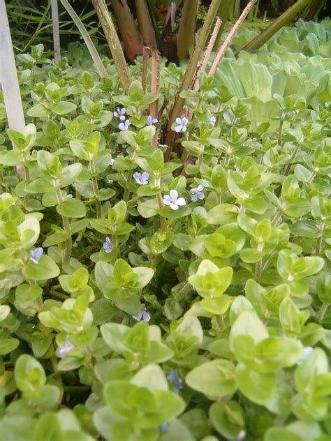 Java moss · lilaeopsis · dwarf baby tears · java fern · moneywort · rotala indica · green hygro · tips properti. TANAMAN LOW-MEDIUM LIGHT ~ AQUASCAPE BOGOR