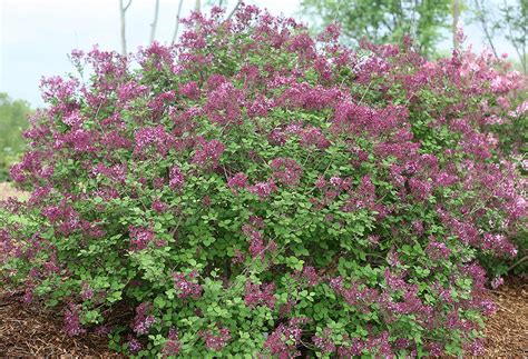 ‘bloomerang Lilacs Bloom From Spring Until Fall