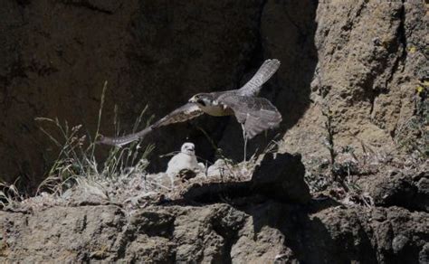 Nestwatch Peregrine Falcon Mom In Action Nestwatch