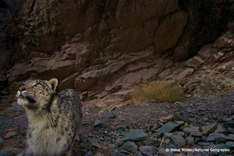 Living On Earth Buddhist Monks Help Save Snow Leopards