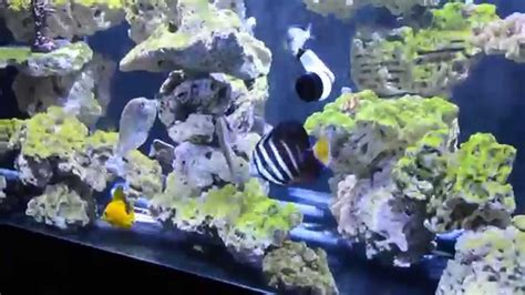 300 Gallon Reef Tank With Angels And Tangs Youtube