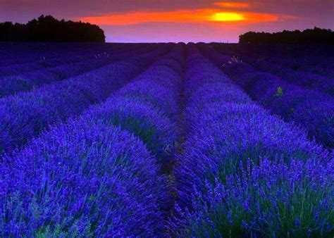 Lavender At Sunset Beautiful Photos Of Nature
