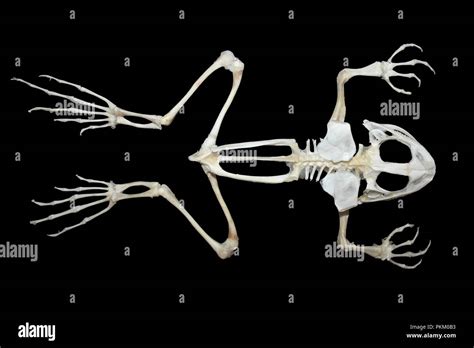 Frog Amphibian Skeleton Bones Fotografías E Imágenes De Alta Resolución