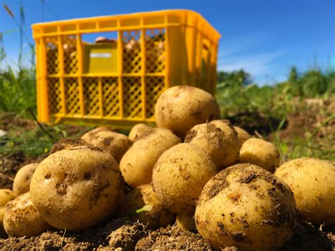 ジャガイモの育て方ご紹介！肥料や芽かき・病気の対策や収穫まで｜育て方labo育て方ラボ