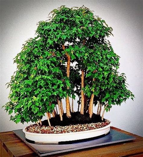 45 Unique Bonsai Trees Gardening Ideas For Backyard Ara Home