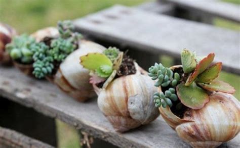 Di preferenza dato il peso dei sassi. Fioriere Con Piante Grasse Decorate Con Cusci Di Frutti Di Mare : Creare Una Fioriera Con Le ...
