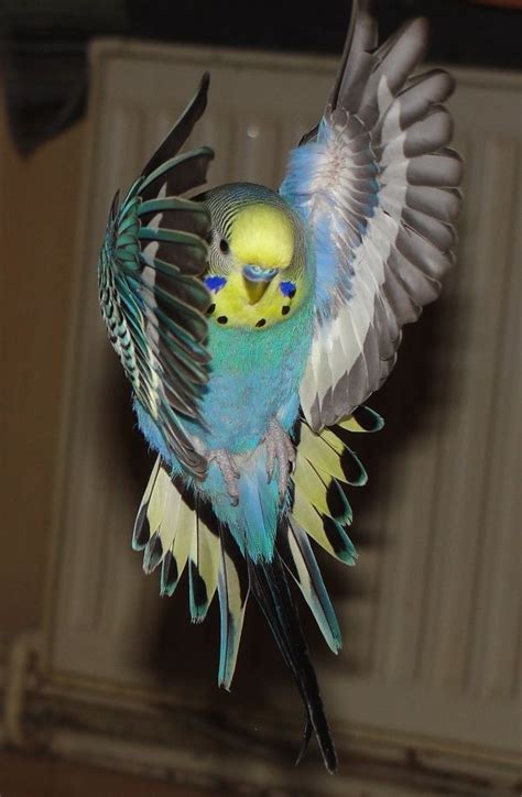 Loading Pet Birds Budgies Budgies Bird