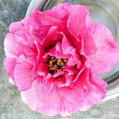 Peonies are some of the most beautiful plants you can grow, with their sumptuous, velvety blooms in early summer. Top Tree Peony Varieties | Tree peony, Beautiful flowers ...