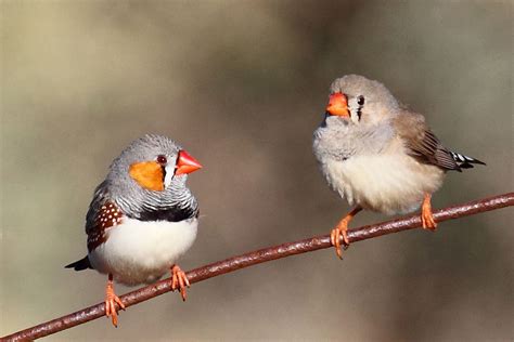 Zebra Finches Sing To Eggs To Prepare Babies For Global Warming The Verge