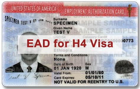 Do not start working until you have the ead card. Work Permit For H4 Visa | H1B visa |US H4 Visa Work Permit Policy