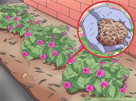 Video that accompanies my post on collecting four o' clock flower seeds from the flowers. 4 Ways to Grow Four O' Clock Flowers - wikiHow