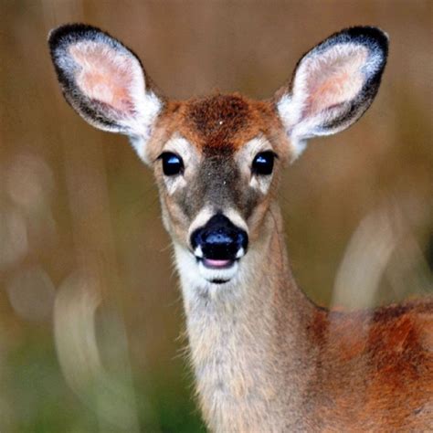Rabbit Face Front Deer Eyes Animals Whitetail Deer Pictures