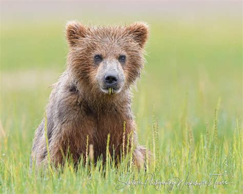 Grizzly Cub Eating Grass Shetzers Photography