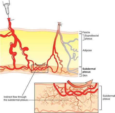 Anatomic Basis Of Perforator Flaps Plastic Surgery Key