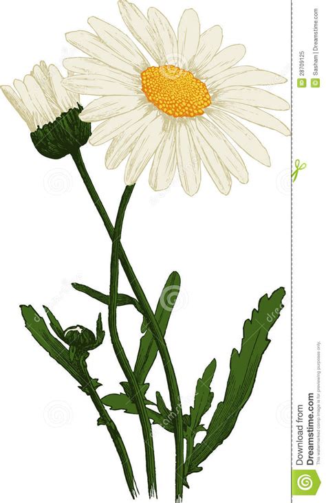White Camomile Flower Oxeye Daisy Vector Stock Vector Illustration