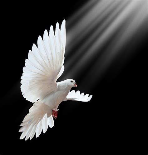 The White Dove Is The Symbol Of Love And Peace For Our World White