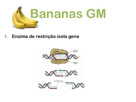 Bananas Geneticamente Modificadas