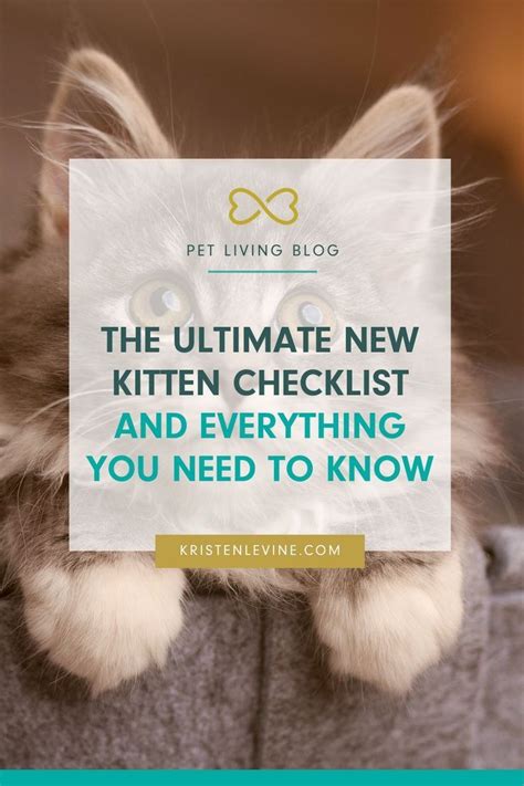 The Ultimate New Kitten Checklist And Everything You Need To Know Artofit
