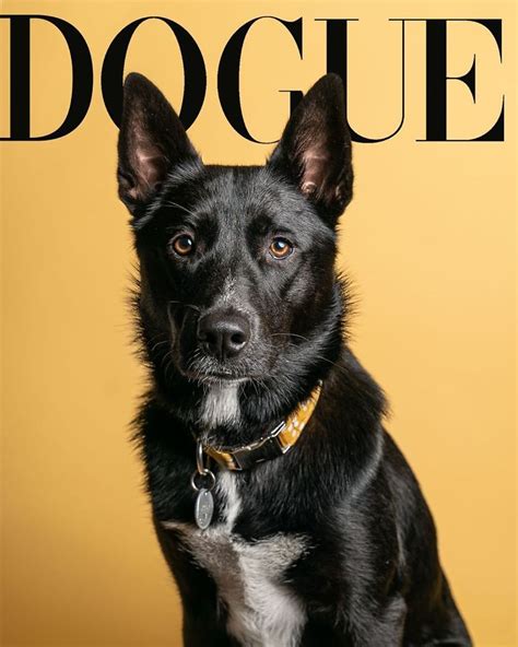 People Are Creating Dogue Covers By Editing Their Dogs Into Them 30