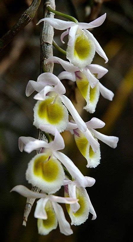 Vietnamese Orchids Orchideen Blumen