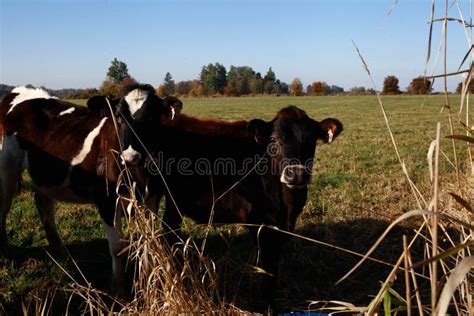 Cows Coming Home Stock Image Image Of Coming Field 159400453