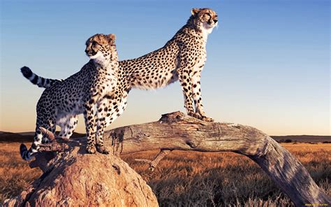 Beautiful Cheetah Hd Wallpapers And Backgrounds All Hd