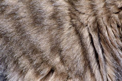 Cat Fur Background Texture Stock Photo By Jeramey Lende Gmail Com