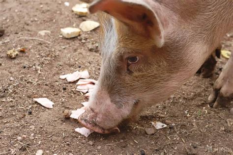 Can Pigs Eat Bacon Is It Safe The Homesteading Hippy