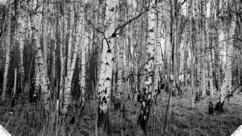 Trunks of birch trees in black and white. Buy Black White Birch Tree Wallpaper Vinyl