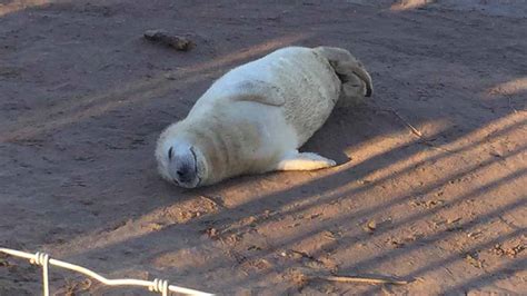 First Seal Pup Born At Donna Nook For 2018