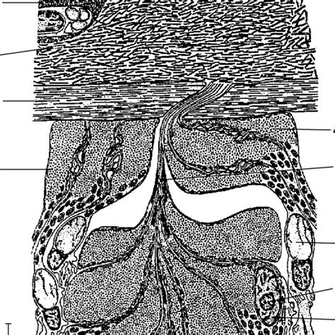 Scheme Of Transverse Section Through The Body Wall Of The Anterior