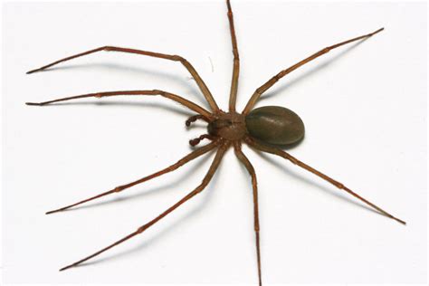 Control Of Brown Recluse Spiders Insects In The City