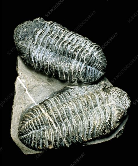 Two Fossil Trilobites From Devonian Period Stock Image E4420362