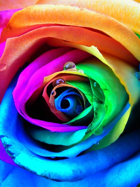 Rainbow Rose Photograph By Juergen Weiss