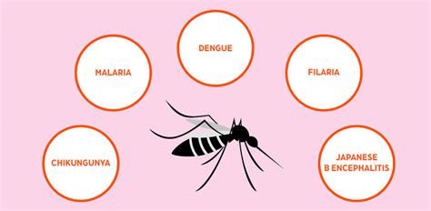 Fighting Mosquito Borne Diseases Educationworld Health And Nutrition