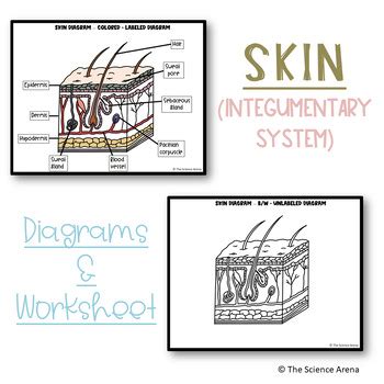Skin Diagrams Integumentary System Images Labeled Unlabeled And My