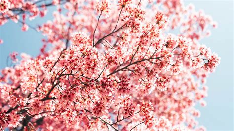 Wallpaper Sakura Branches Flowers Spring Macro Pink Hd Picture Image
