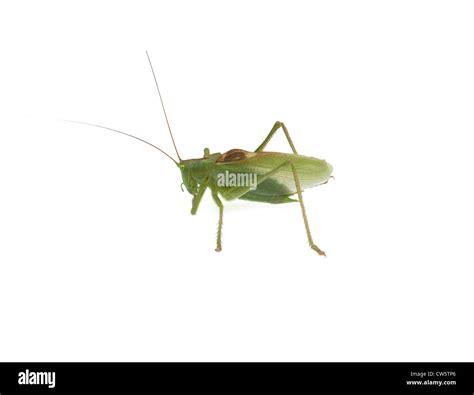 A Locust Isolated On A White Background Stock Photo Alamy