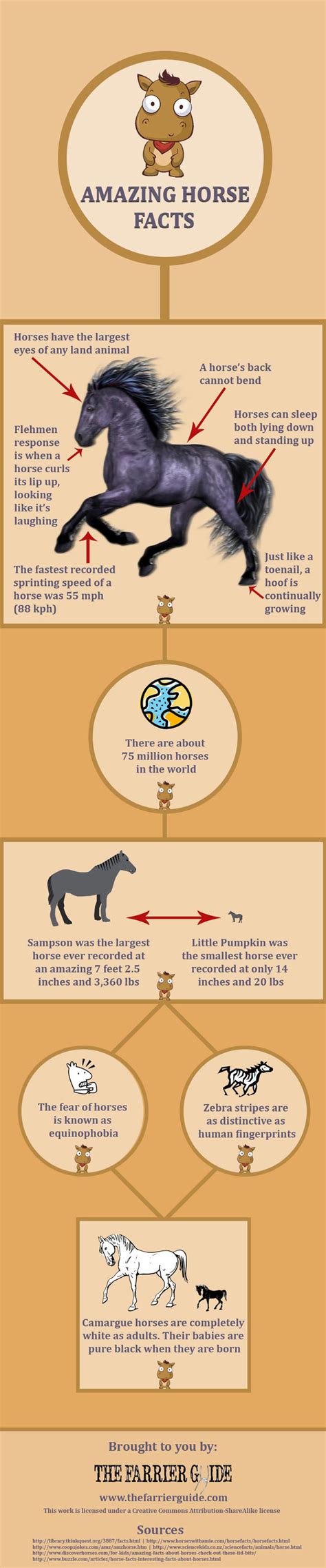 Amazing Horse Facts Infographic The Farrier Guide Images And Photos