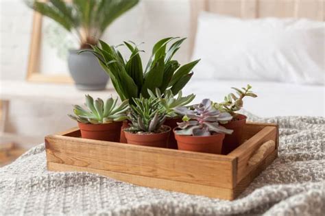 Check spelling or type a new query. Is Having Plants in Your Bedroom a Good or Bad Idea ...