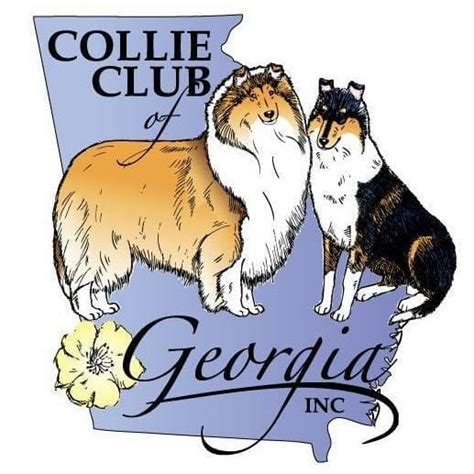 Collie Club Of Georgia February 5 2017 Atlanta Georgia