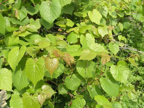 They can outlive the giant trees and the way they sprawl through the forest… Wild Grape