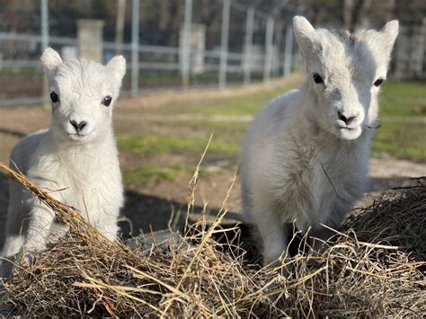 See Como Zoos Newest Babies Two Fluffy Dall Lambs Named Iao And