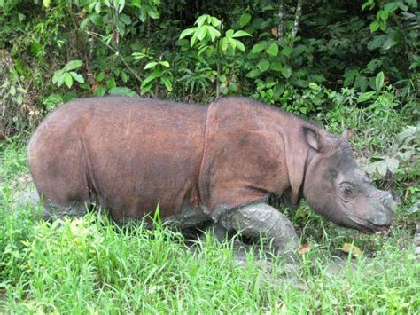 Spesis Terakhir Badak Sumbu Sumatera Jantan Dunia Mati Di Hutan Simpan