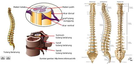 Pengambilan air tulang belakang selamat penting untuk kesan kuman serang otak. Save Your Backbone… | :: Salman's Notes