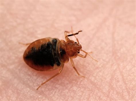 Carpet Beetle Vs Bed Bug How To Tell The Difference 2022