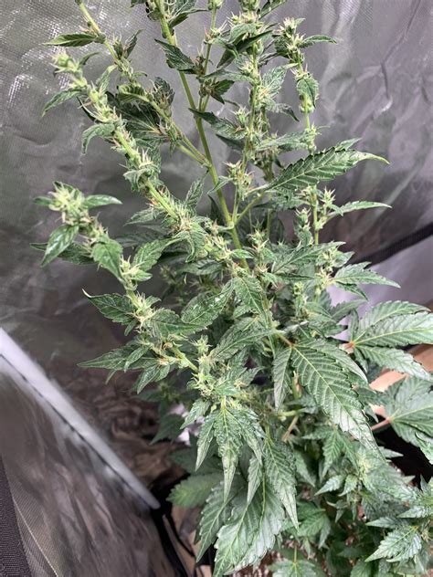 Please help is this male | Grasscity Forums - The #1 Marijuana ...